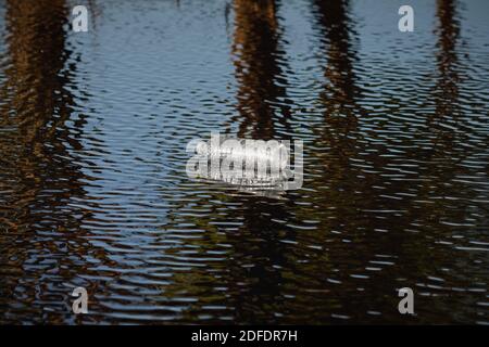 Plastikflasche im Fluss. Umwelt- und Verschmutzungskonzept. Stockfoto