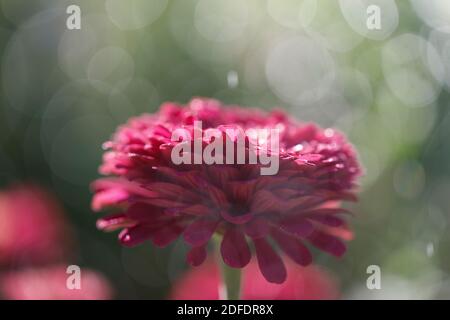 Seitenansicht von dunkelrosa Zinnia mit Wasser Bokeh Stockfoto