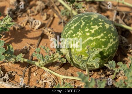 Nahaufnahme eines grünen Wüsten-Squash (Citrullus colocynthis) (Handhal) im Sand in den Vereinigten Arabischen Emiraten (VAE) Stockfoto