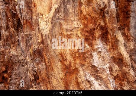 Alte verfaulte Holzerle. Alter verwitterter, schimmelender Baum. Zerstörung verwitterter Bäume. Hintergrund oder Textur. Stockfoto