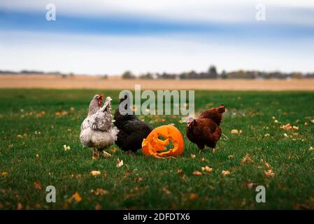 Drei Hühner, die von einem gestürzten Jack-o-Laterne Kürbis in einem essen Hof Stockfoto