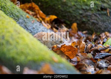Bankmaus (Myodes glareolus / Clethrionomys glareolus) Futtersuche auf dem Waldboden Stockfoto