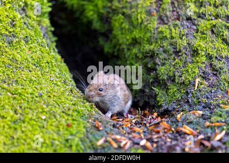 Bankmaus (Myodes glareolus / Clethrionomys glareolus) Futtersuche auf dem Waldboden Stockfoto