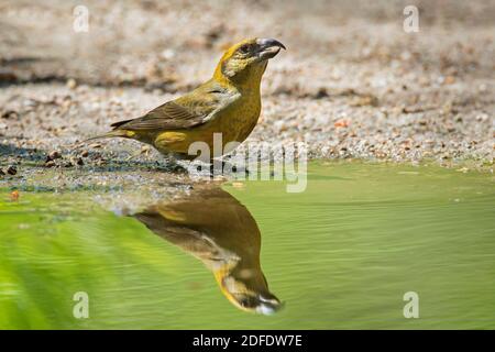 Roter Kreuzschnabel / Kreuzschnabel (Loxia curvirostra) Weibliches Trinkwasser aus Teich / Bach Stockfoto