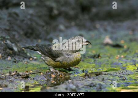 Roter Kreuzschnabel / Kreuzschnabel (Loxia curvirostra) Weibliches Trinkwasser aus Teich / Bach Stockfoto