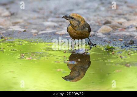 Roter Kreuzschnabel / Kreuzschnabel (Loxia curvirostra) Weibliches Trinkwasser aus Teich / Bach Stockfoto
