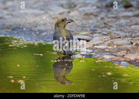 Roter Kreuzschnabel / Kreuzschnabel (Loxia curvirostra) Weibliches Trinkwasser aus Teich / Bach Stockfoto