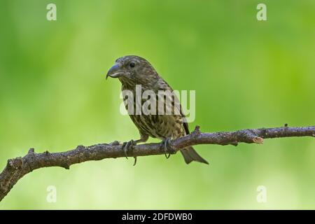 Roter Kreuzschnabel / Kreuzschnabel (Loxia curvirostra) Jungtiere im Baum thront Stockfoto