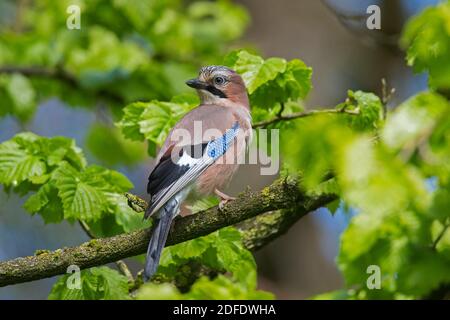 Eurasischer eichelhäher / Europäischer eichelhäher (Garrulus glandarius / Corvus glandarius) In einem Baum im Wald gelegen Stockfoto