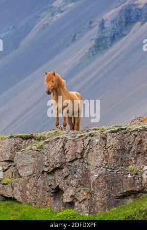 Braunes isländisches Pferd (Equus ferus caballus / Equus Scandinavicus) auf Felsen im Sommer, Island Stockfoto