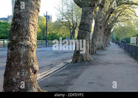 Große Bäume säumen den Kelvinway, der durch den Kelvingrove Park in Glasgow führt. Die Bäume wachsen durch den Bürgersteig, und es ist ein angenehmer Spaziergang im Sommer. Es gibt ein reduziertes Tempolimit und Kelvinway ist normalerweise mit Leuten, die die Freuden des Kelvingrove Parks suchen, voll. Der Weg führt über den Kelvin Fluss! ALAN WYLIE/ALAMY © Stockfoto