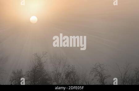 Sonnenstrahlen im Morgennebel durch die Äste der Bäume im Winter. Morgennebel. Märchenhafte Atmosphäre Stockfoto