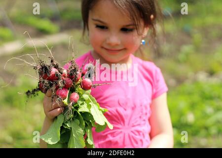 Kleines lächelndes Mädchen in einem rosa T-Shirt hält einen Haufen Frisch gepflückte Radieschen mit Blättern in der Hand Stockfoto