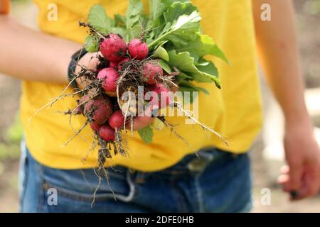 Mädchen hält ein Bündel frisch gepflückte Radieschen mit Blättern In ihrer Hand Stockfoto