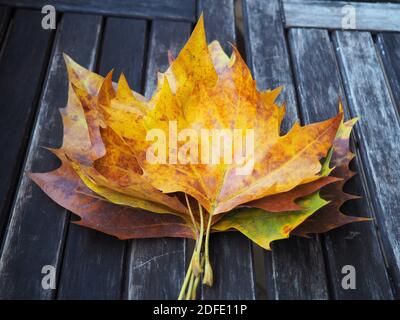 Gelb orange gefallene Herbstblätter auf einem rustikalen dunkelbraun Holztisch Stockfoto