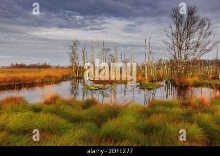 Birken im Abendlicht, Goldenstedter Moor, Niedersachsen, Stockfoto