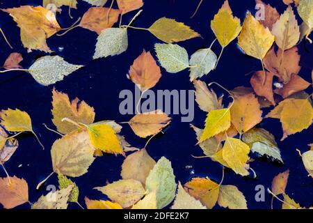 Birkenblätter im Herbst, Winter, Goldenstedter Moor, Stockfoto