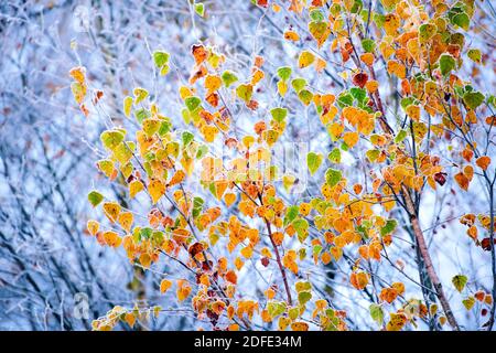 Birkenblätter im Herbst, Winter, Goldenstedter Moor, Stockfoto