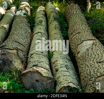Frisch geschnittene Baumstämme im Wald warten auf die weitere Verarbeitung. Stockfoto