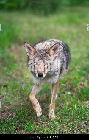 Erwachsene Kojote (Canis latrans) Schritte vorwärts starren Sommer - Captive Tier Stockfoto