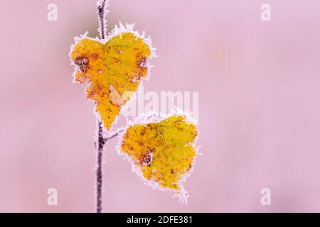 Birkenblätter im Herbst, Winter, Goldenstedter Moor, Stockfoto