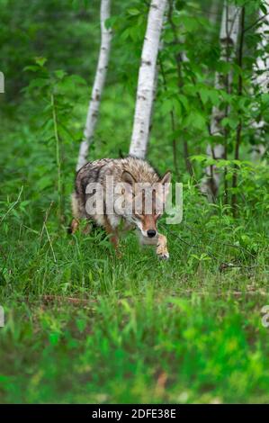 Erwachsene Kojote (Canis latrans) Steps Out of Forest Sommer - Captive Tier Stockfoto