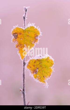 Birkenblätter im Herbst, Winter, Goldenstedter Moor, Stockfoto