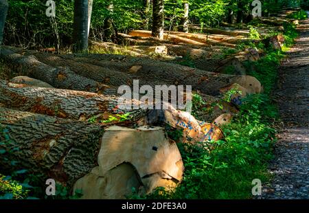 Frisch geschnittene Baumstämme im Wald warten auf die weitere Verarbeitung. Stockfoto