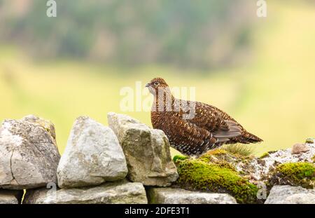 Rothuhn (Wissenschaftlicher Name: Lagopus Lagopus) Rothuhn, saß auf einer trockenen Steinwand, nach links gerichtet. Hintergrund bereinigen. Horizontal. Platz für Kopie. Stockfoto