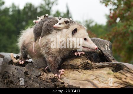 Virginia opossum (Didelphis virginiana) Steht auf Log mit Joeys auf ihrem Rücken Sommer gestapelt - Tiere in Gefangenschaft Stockfoto