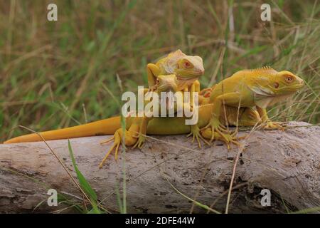 Vier gelbe Leguane sonnen sich auf verwittertem Holz. Stockfoto