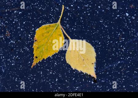 Birkenblätter im Herbst, Winter, Goldenstedter Moor,Eis, Rauhrif, Frost, Stockfoto