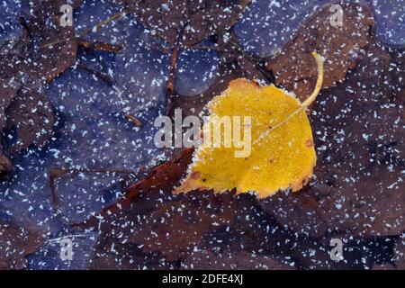 Birkenblätter im Herbst, Winter, Goldenstedter Moor,Eis, Rauhrif, Frost, Stockfoto
