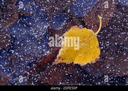 Birkenblätter im Herbst, Winter, Goldenstedter Moor,Eis, Rauhrif, Frost, Stockfoto