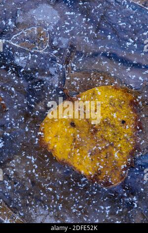 Birkenblätter im Herbst, Winter, Goldenstedter Moor,Eis, Rauhrif, Frost, Stockfoto
