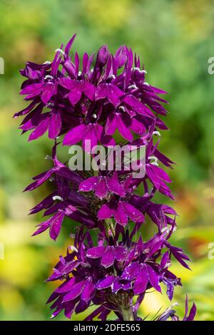 Nahaufnahme einer purpurnen Kardinalblume (lobelia cardinalis) In voller Blüte Stockfoto