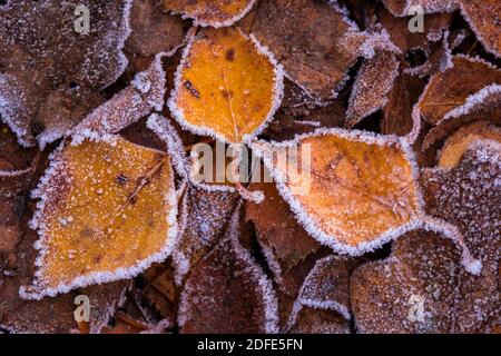Birkenblätter im Herbst, Winter, Goldenstedter Moor,Eis, Rauhrif, Frost, Stockfoto