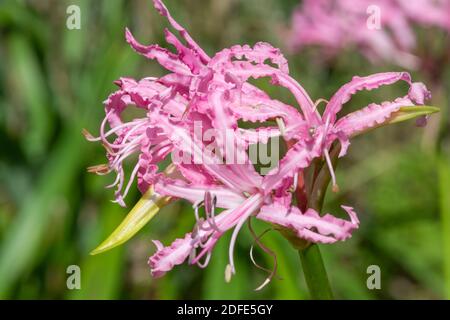 Nahaufnahme einer blühenden Guernsey-Lilie (nerine bowdenii) Stockfoto