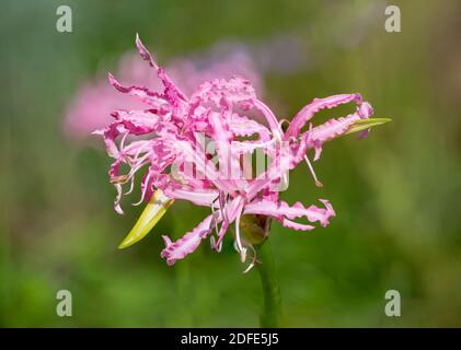 Nahaufnahme einer blühenden Guernsey-Lilie (nerine bowdenii) Stockfoto