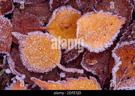 Birkenblätter im Herbst, Winter, Goldenstedter Moor,Eis, Rauhrif, Frost, Stockfoto