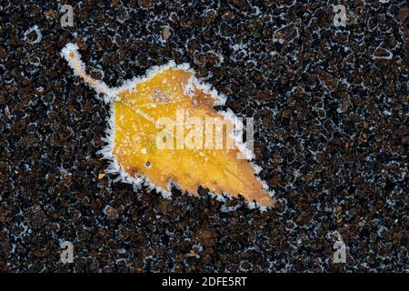 Birkenblätter im Herbst, Winter, Goldenstedter Moor, Rauhrif, Frost, Eis, Stockfoto