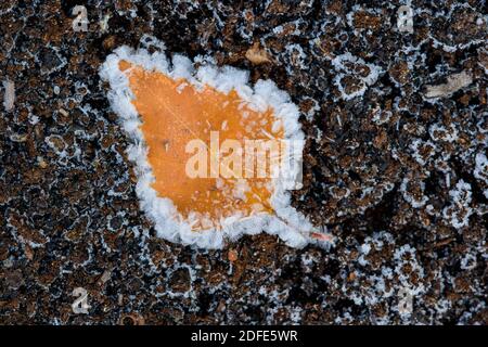 Birkenblätter im Herbst, Winter, Goldenstedter Moor, Rauhrif, Frost, Eis, Stockfoto