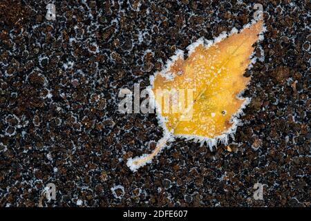 Birkenblätter im Herbst, Winter, Goldenstedter Moor, Rauhrif, Frost, Eis, Stockfoto