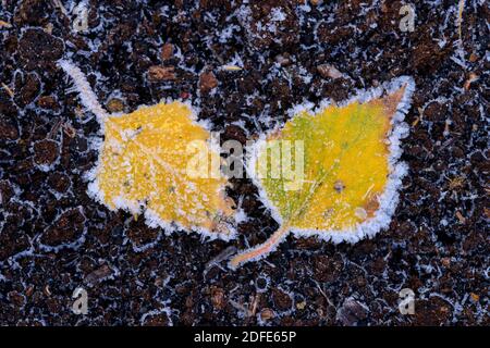 Birkenblätter im Herbst, Winter, Goldenstedter Moor, Rauhrif, Frost, Eis, Stockfoto