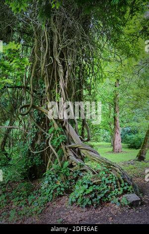 Lianen, die einen alten Baum besteigen, Metasequoia glyptostroboides Baum Stockfoto