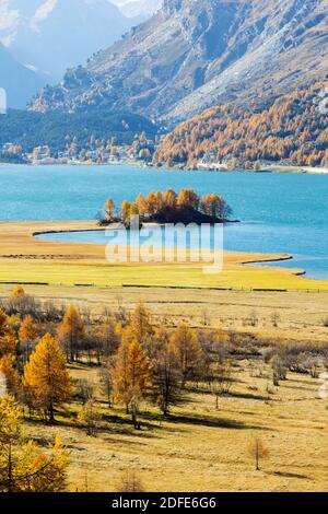 Lärchenwald auf der Seeseite des Silsersees bei St. Moritz der Schweizer alpen im Herbst Stockfoto