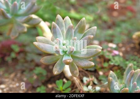 Sukkulenten Pflanzen schließen im Freien. Landschaftsdesign. Pflanze mit grünen saftigen Blättern schmückt Steingarten. Stockfoto