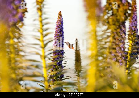 Colibri Fütterung von einer Blume im Golden Gate Park, San Francisco, Kalifornien, Vereinigte Staaten von Amerika Stockfoto