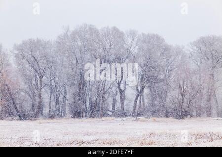 Fremont Cottonwood Bäume im November Schneesturm; Vandaveer Ranch; Salida; Colorado; USA Stockfoto