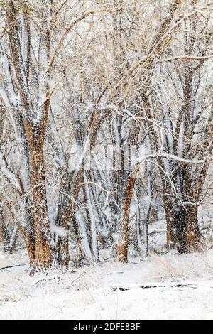 Fremont Cottonwood Bäume im November Schneesturm; Vandaveer Ranch; Salida; Colorado; USA Stockfoto